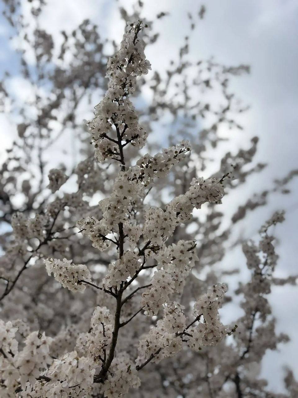 О погоде на 30 марта. В Краснодарском крае переменная облачность О погоде на 30 марта. В Краснодарском крае переменная облачность