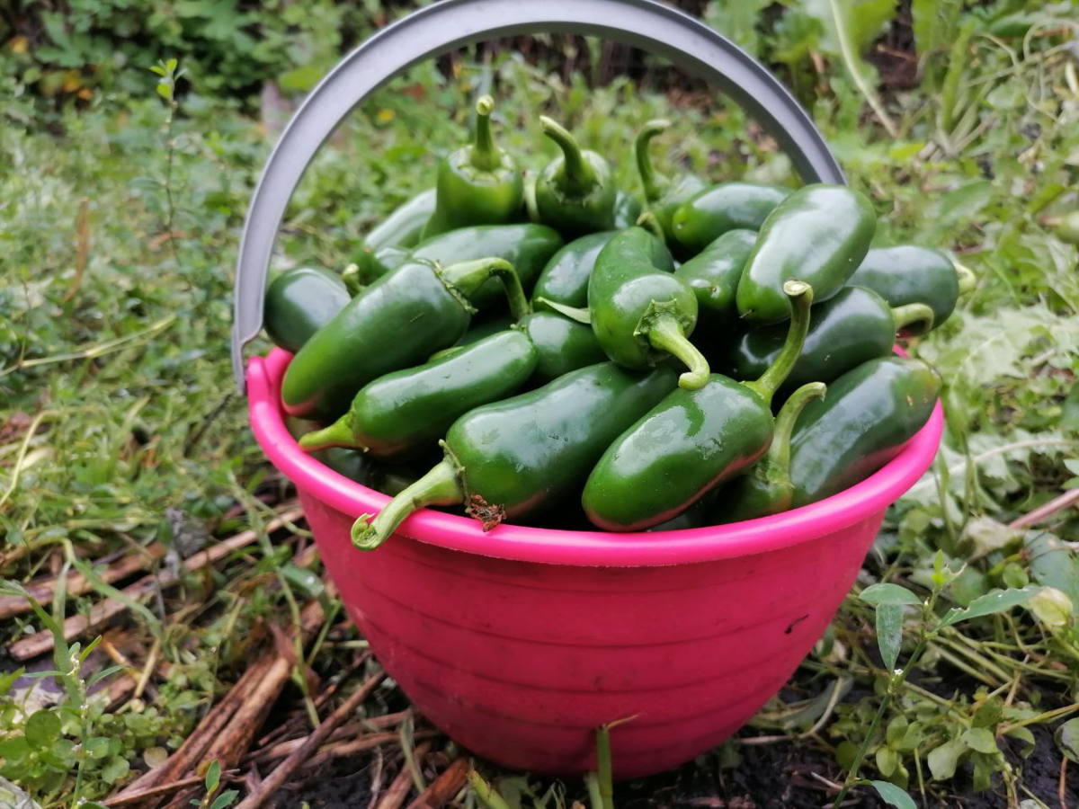 Почему маринованный Халапеньо с медом – это настоящая находка для мужчин