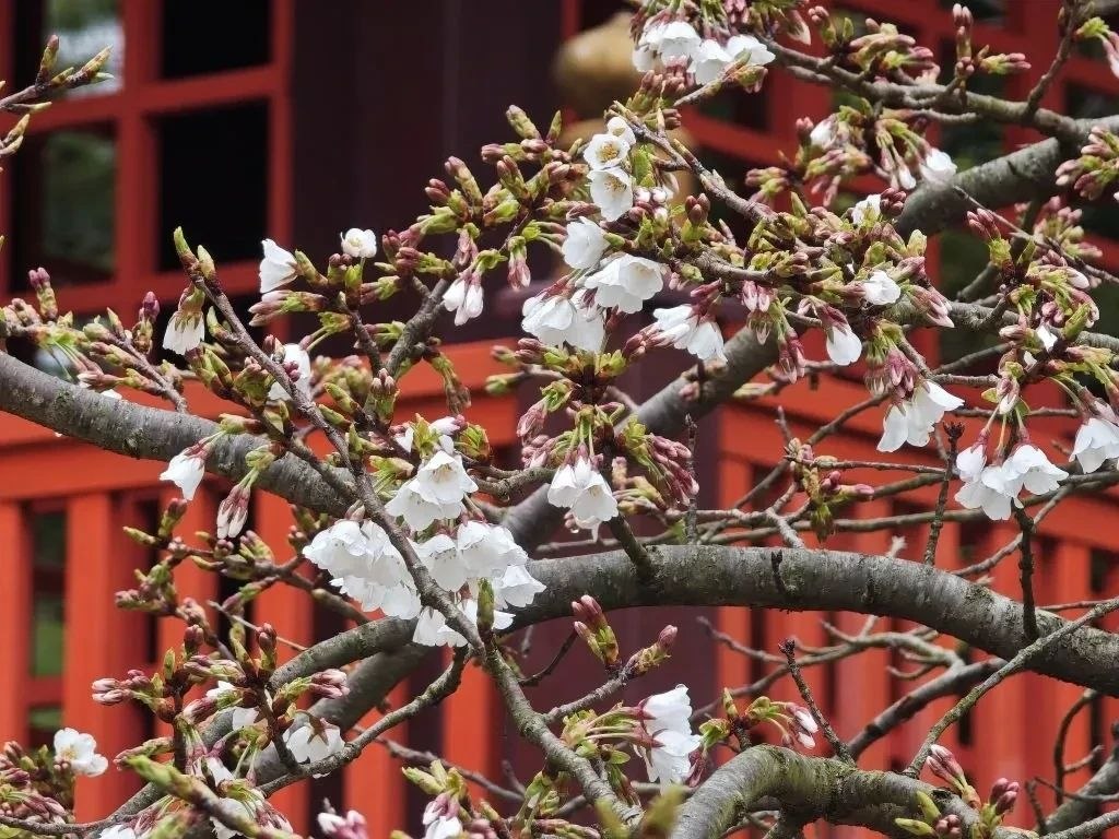 В Сочи состоится музыкально-хореографический перформанс «Цветение сакуры» В Сочи состоится музыкально-хореографический перформанс «Цветение сакуры»