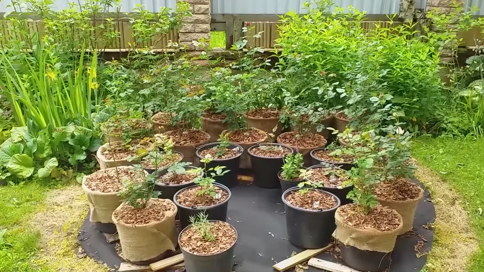 Как избежать разочарования: покупка роз на осенних скидках