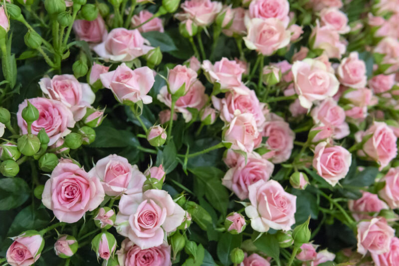 Как успешно размножать садовые розы осенью: секреты черенкования