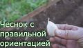 Чеснок с умом: секреты успешной посадки на вашем участке