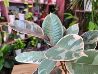 Как превратить фикус в пышный куст: простое решение для комнатных растений