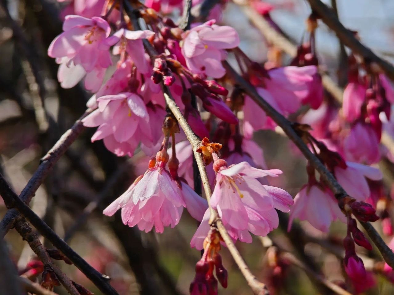 В Сочи состоится музыкально-хореографический перформанс «Цветение сакуры» В Сочи состоится музыкально-хореографический перформанс «Цветение сакуры»