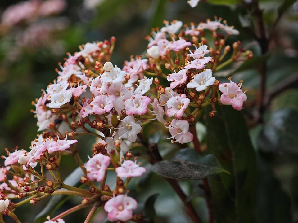 В Сочи расцвели экзотические растения и традиционные первоцветы В Сочи расцвели экзотические растения и традиционные первоцветы