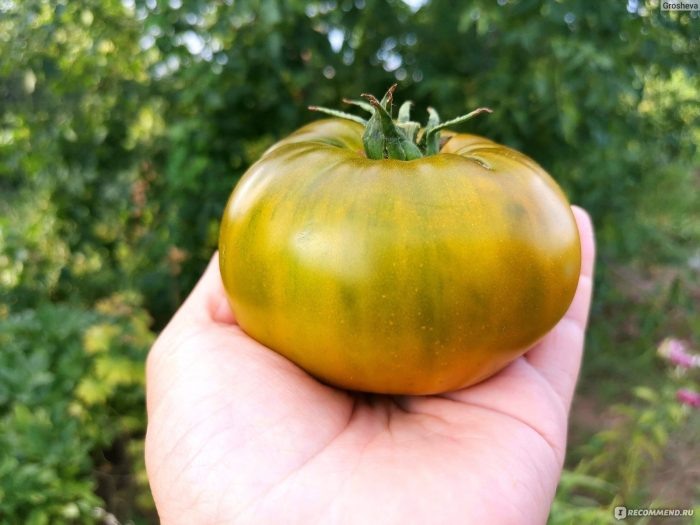 Томат Золото Чероки Грин: золотистый биф с изысканным фруктовым вкусом