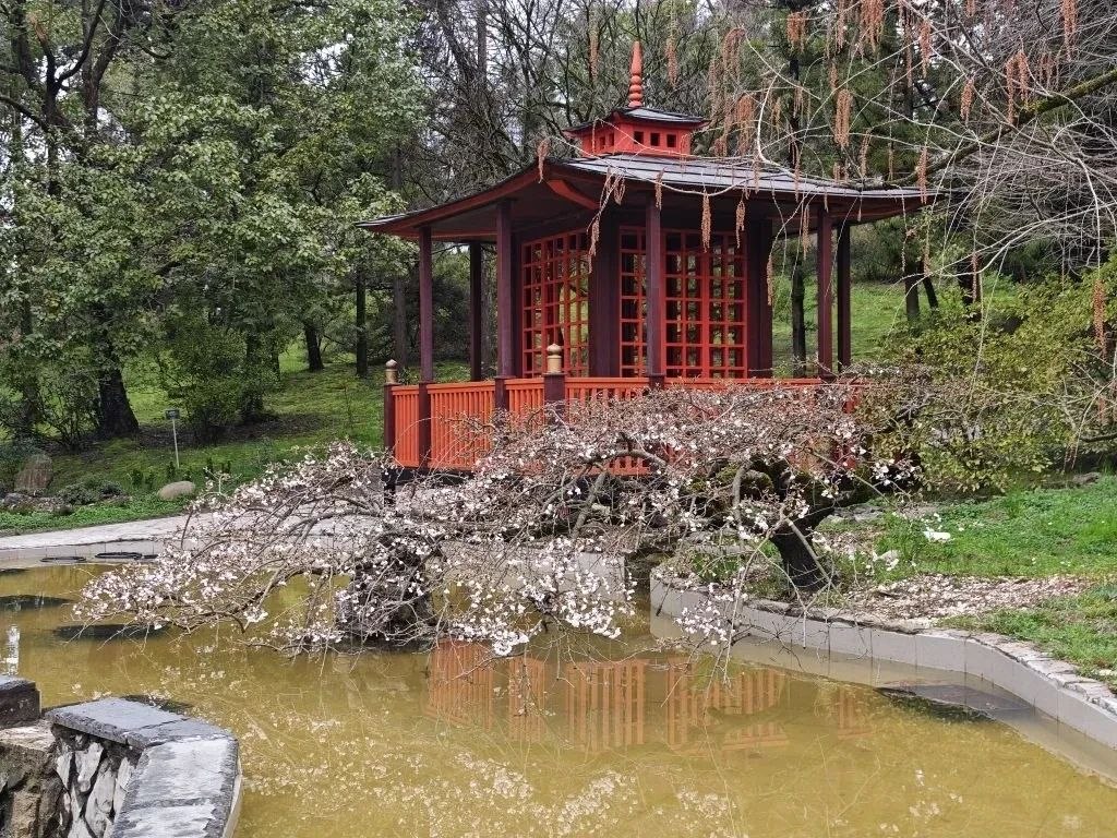 В Сочи состоится музыкально-хореографический перформанс «Цветение сакуры»