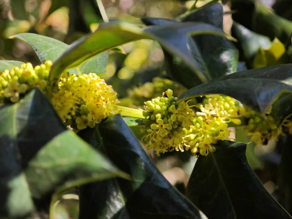 В Сочи расцвели экзотические растения и традиционные первоцветы В Сочи расцвели экзотические растения и традиционные первоцветы