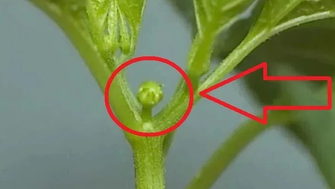 Лаборатория на грядке: неожиданные открытия о коронном цветке болгарского перца