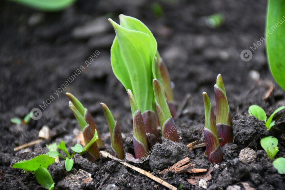 ��� ��������� �� ������� ������: ������������ ������