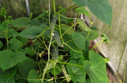 Как избежать горечи огурцов: простые советы