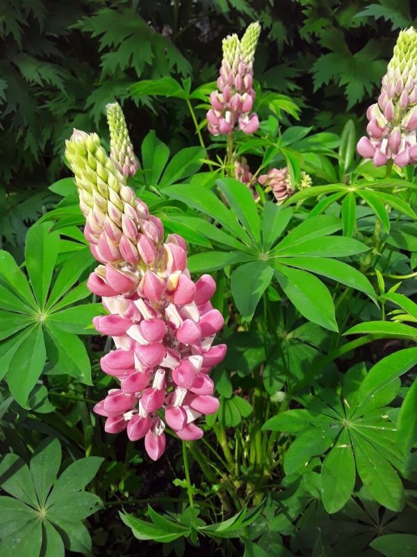 ��� �������� �����: ���������� ���� � ���� ������ � ����