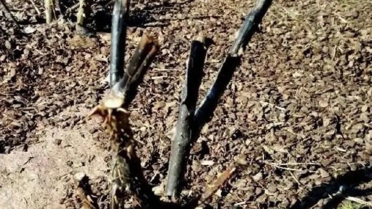 ����� ������ ������� ���: �������� ������ �������