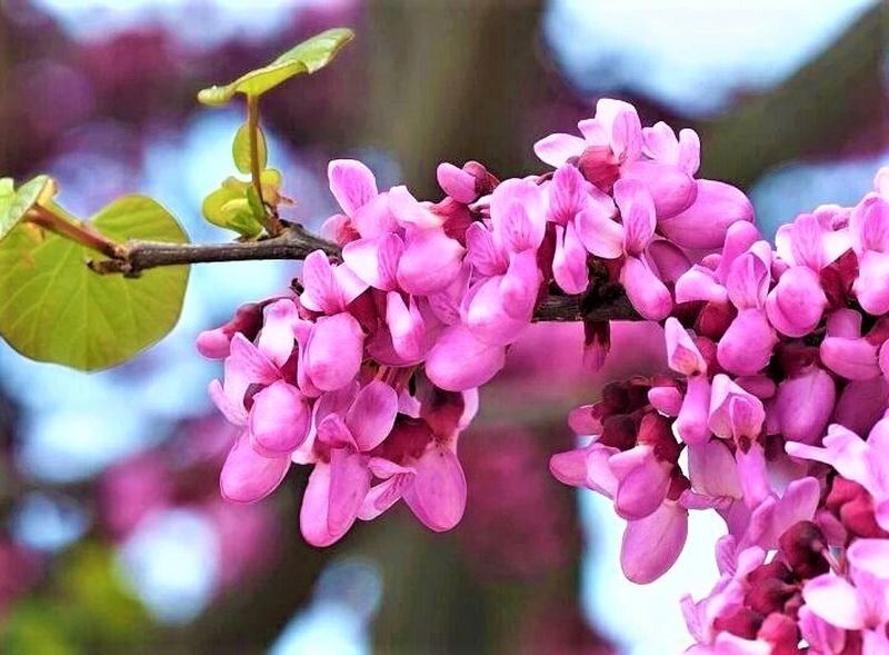 ������: ������ ��������, ������� ����������� � ������ ���������