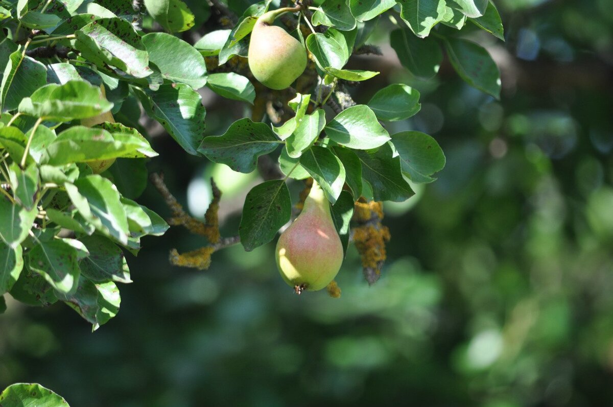 Как выбрать лучшие сорта груш для средней полосы России