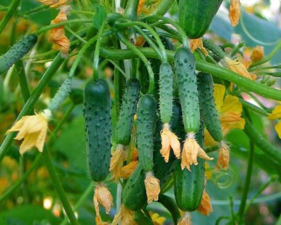 �������� � ��������� �������: ����� ����� ��������� � ���������