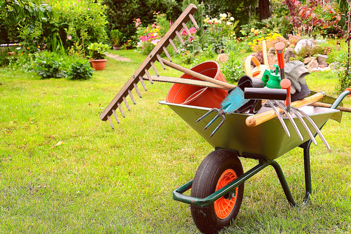 Спасите свой участок: новые штрафы за американский клен