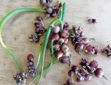 Как подготовить грядки для подзимних посевов: секреты успешного старта