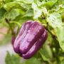 Фиолетовый перец Сиреневый туман: особенный сорт для вашего огорода