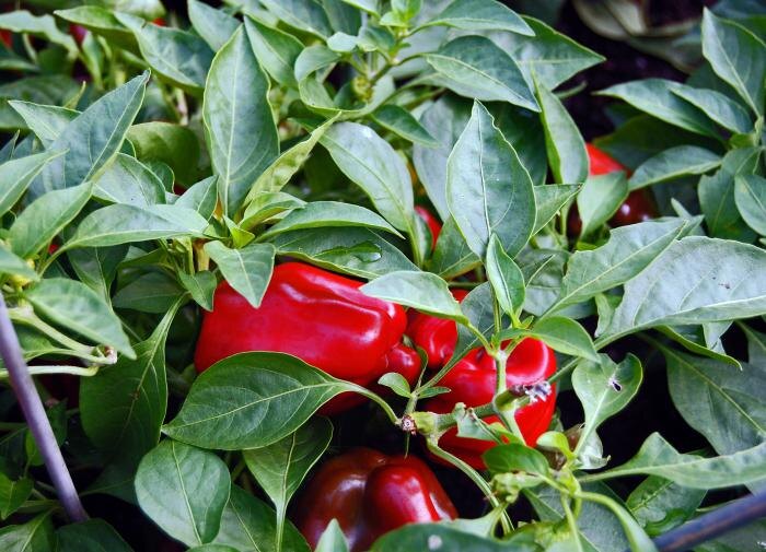 Почему рассада перца может чахнуть: распространенные ошибки садоводов