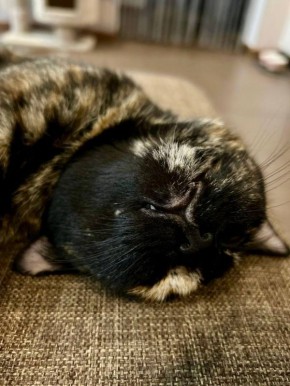 ������ ����, ������!. ��������� +17 ��