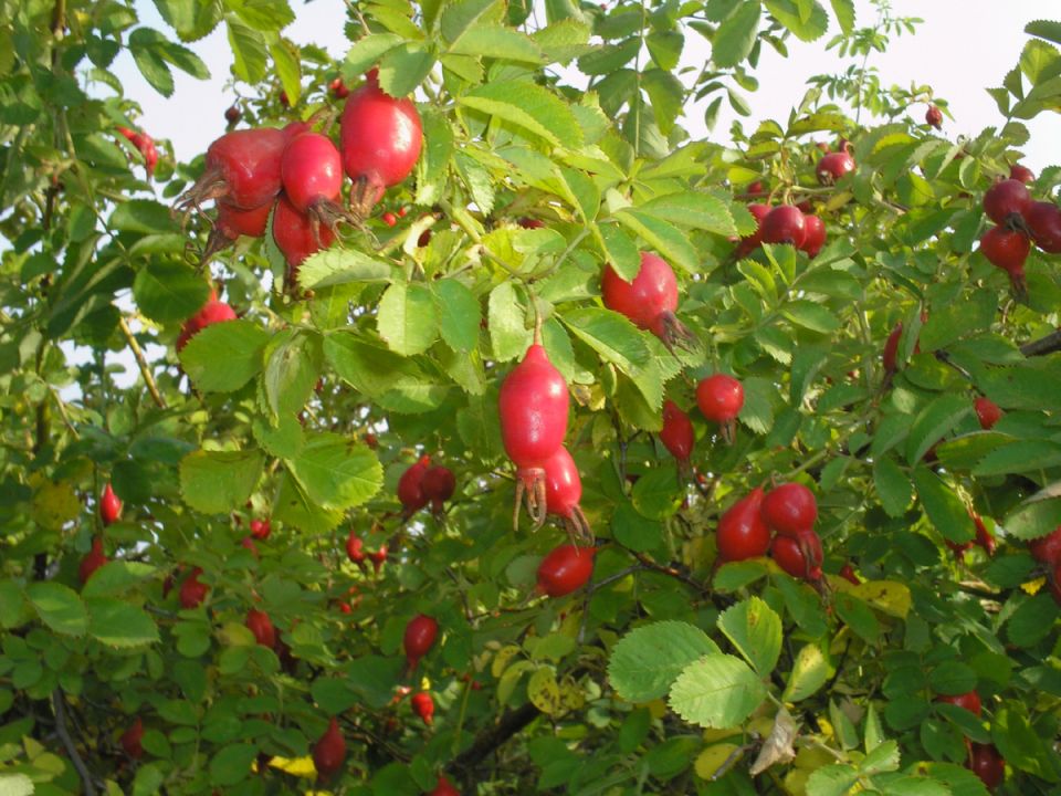 ����������� ��������� � ������� ���