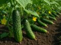 Как избежать горечи огурцов в августе