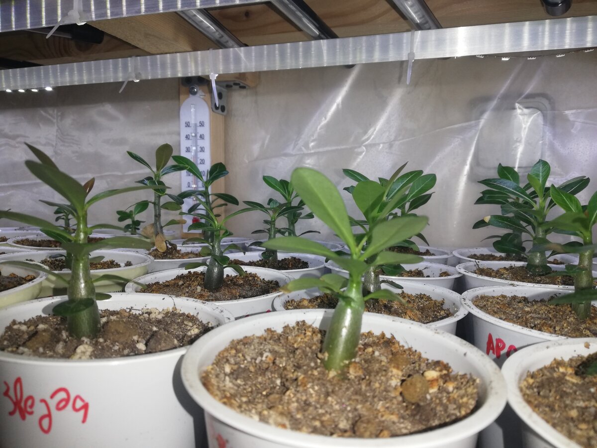 Как вырастить уникальный адениум из семян: секреты успеха