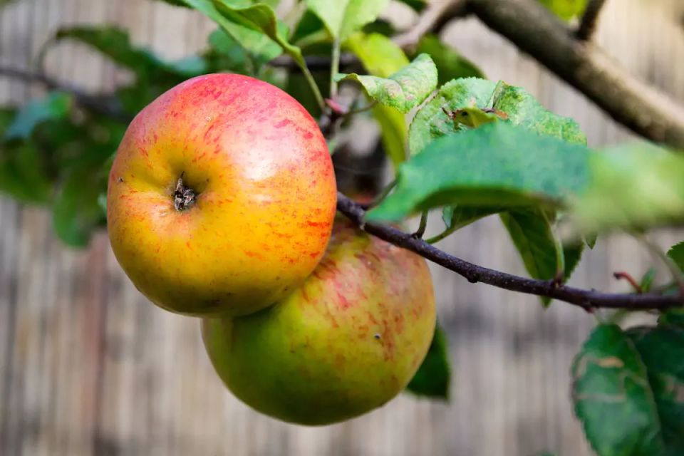 ��� ������ ���������� �� ���������� �� �������: ����������� �����