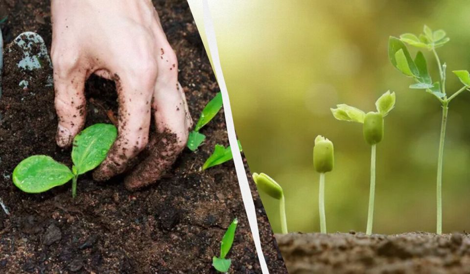 ��� �������� ������������� ������ ��� ���������: ����� ������� ��� ���������