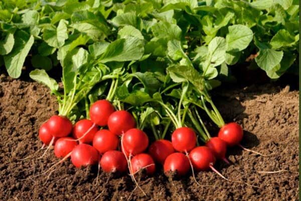 Что нужно знать о редисе Черри
