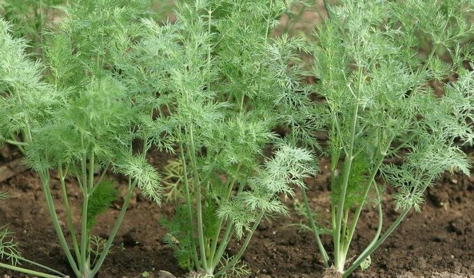 ������� ��������� ����������� ������: �� 5 �� � ����������� �����