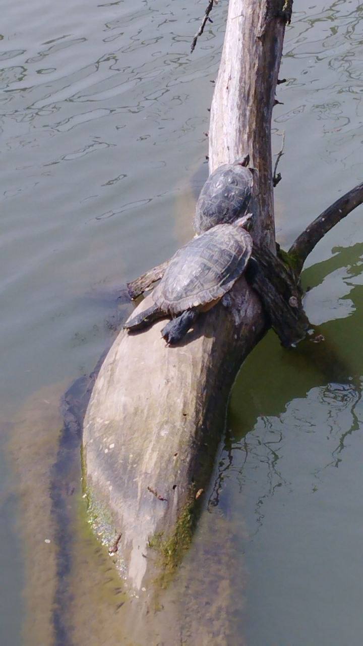 О погоде на 7 апреля . В Краснодарском крае облачно с прояснениями О погоде на 7 апреля . В Краснодарском крае облачно с прояснениями