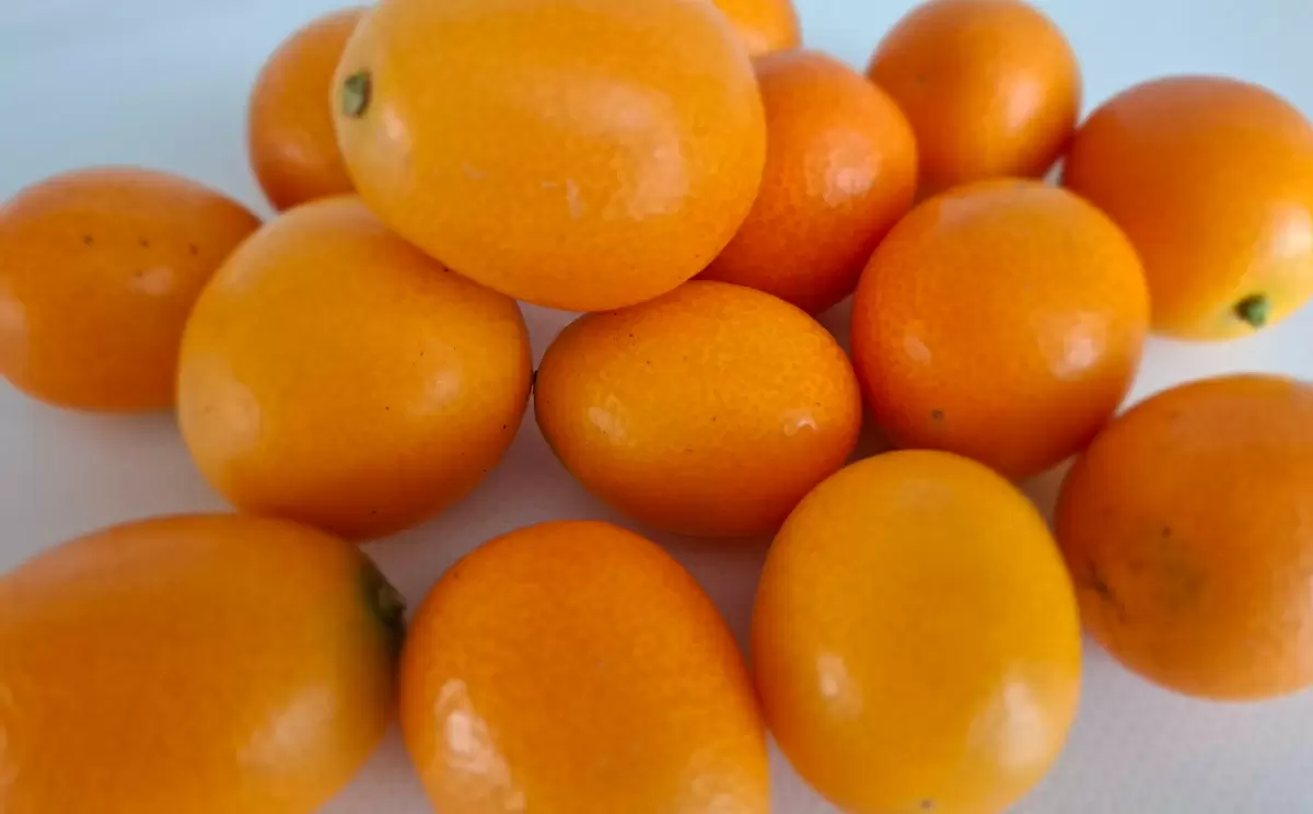 В волшебном мире кумквата: немного о «золотом апельсине»