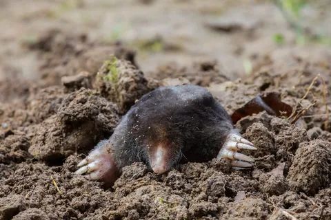 ��� �������� ������ �� ������ � ���������: �������� ������� ��������