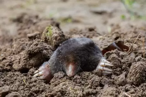 Как защитить урожай от кротов и землероек: гуманное решение проблемы