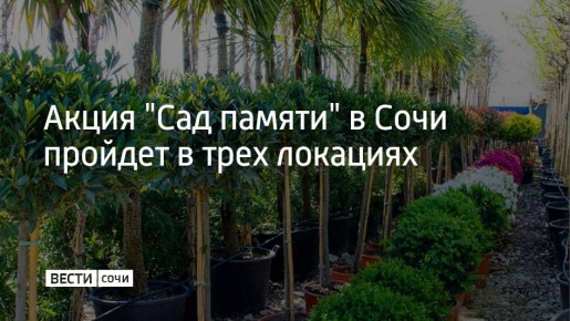 В Сочи снова стартует акция "Сад памяти" — в память о каждом погибшем защитнике Отечества планируют высадить больше 27 миллионов деревьев