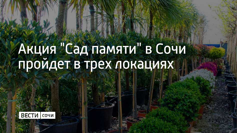 В Сочи снова стартует акция "Сад памяти" — в память о каждом погибшем защитнике Отечества планируют высадить больше 27 миллионов деревьев