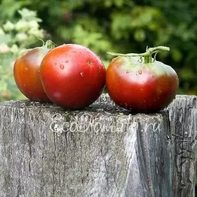 Микадо черный: томат с непревзойденным вкусом и необычным цветом