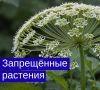 В России ужесточились правила по контролю за растениями с 1 марта 2026 года