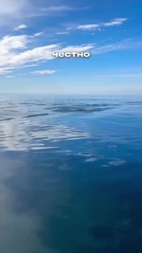 Дельфины составили компанию сап-серферу в Сочи