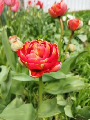 � ������ �� 8 ������ . � ������������� ���� �������, �����