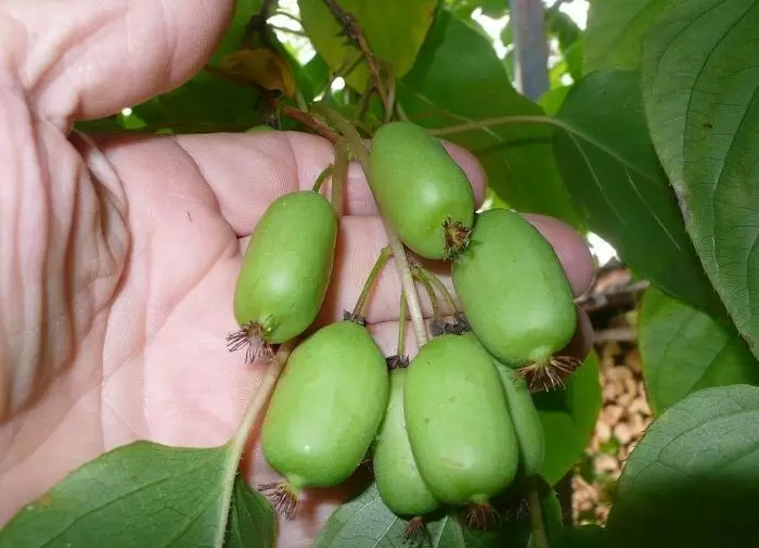 Как защитить актинидию от весенних холодов: советы и рекомендации