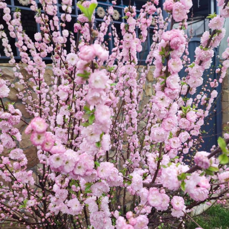 � ������ �� 8 ������ . � ������������� ���� �������, �����