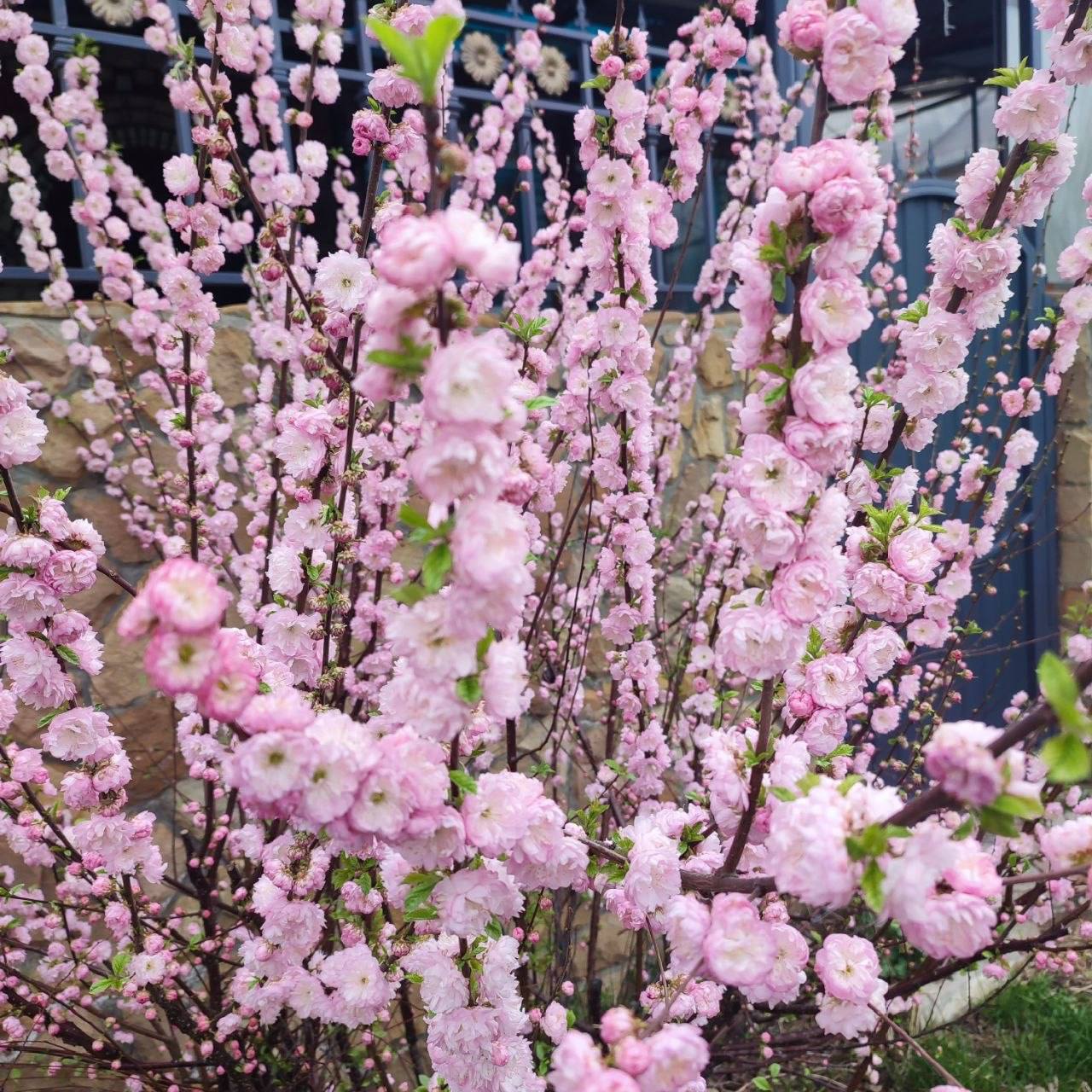 О погоде на 8 апреля . В Краснодарском крае облачно, дождь О погоде на 8 апреля . В Краснодарском крае облачно, дождь