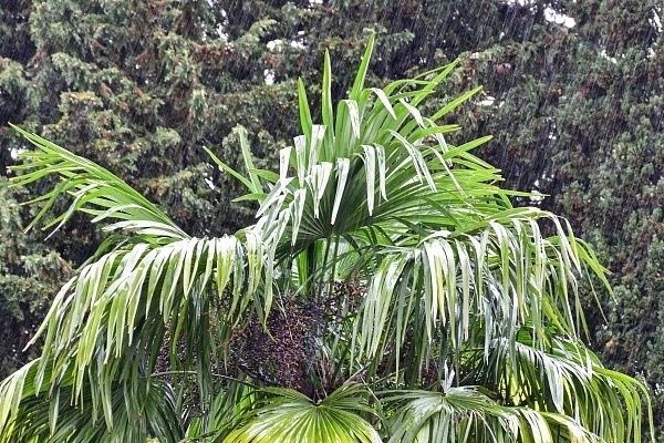 В Сочи ожидаются дожди и шторм