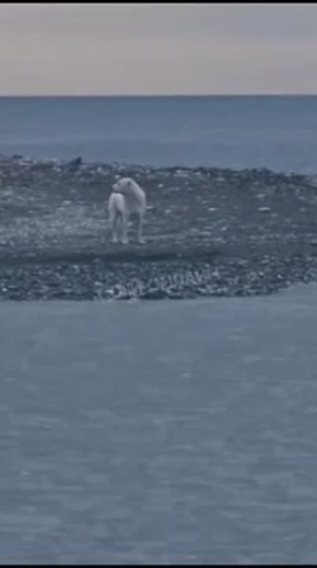 У бездомного пса, которого едва не унесло в открытое море в Сочи, появилась семья