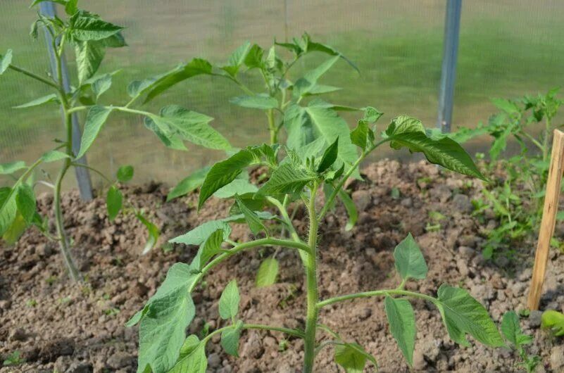 ��� ��������� �������� ������ � �������