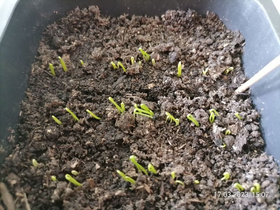 ��� ����� ��������� ������� ����: �� ������� �� �������