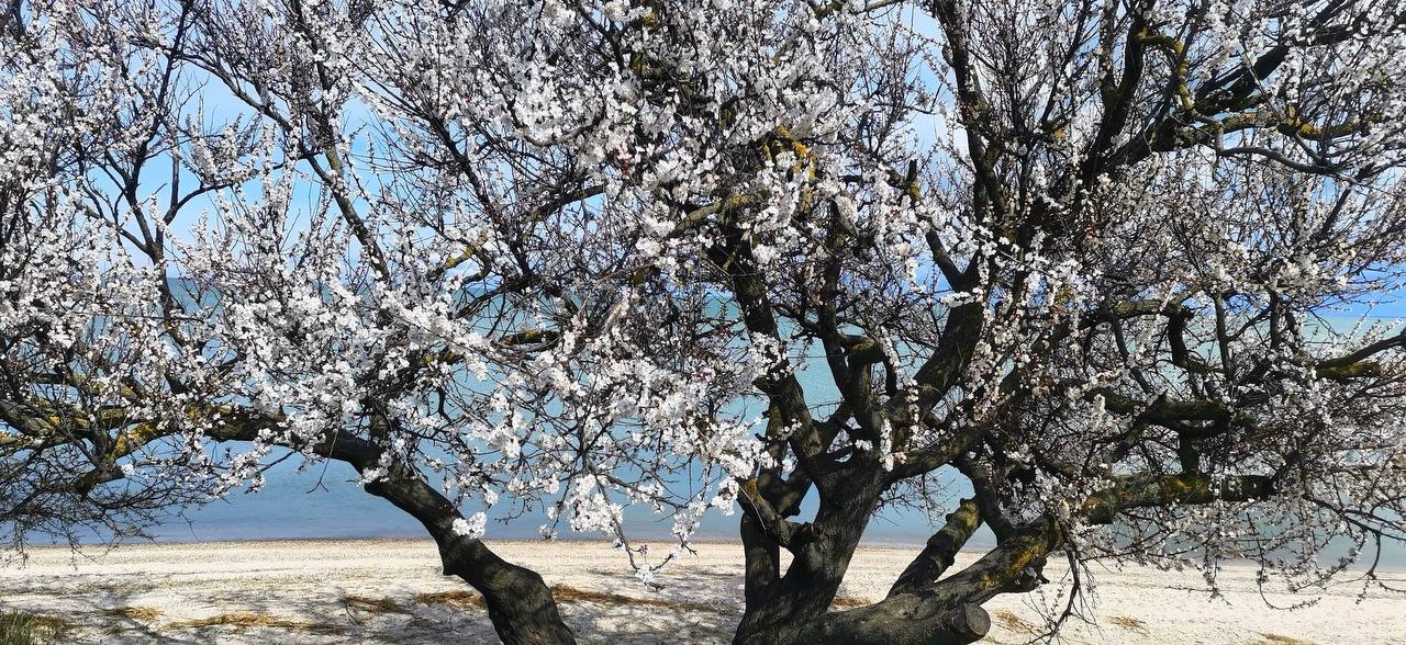 О погоде на 9 апреля . В Краснодарском крае облачно с прояснениями О погоде на 9 апреля . В Краснодарском крае облачно с прояснениями